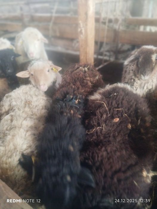 Шаруа ешкілер,токты