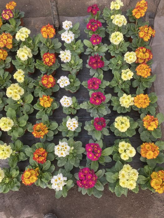 Flori perioada 14-8 februarie