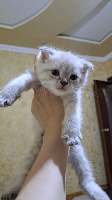 Домашние животные