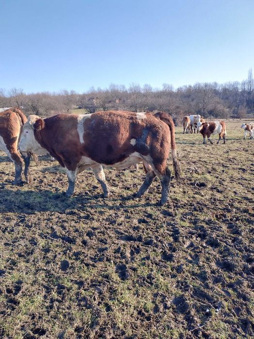 Taur Baltata Ungurească