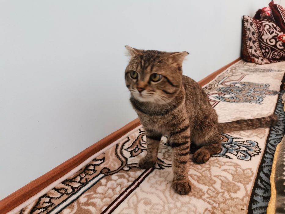 Кошка скотиш фолд mushuk skotish fold