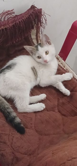 Котёнок бесплатно