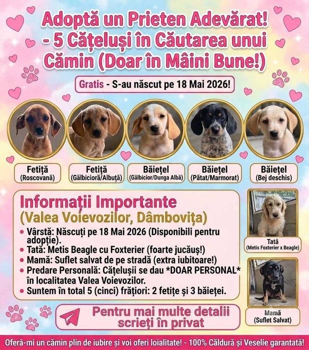 Spre adopție: 5 puiuți energici și iubitori (2 fetițe și 3 băieței)