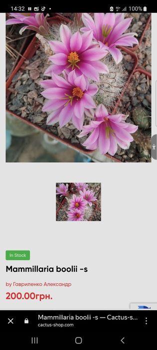 Маммилярия Boolii - s, саженцы.