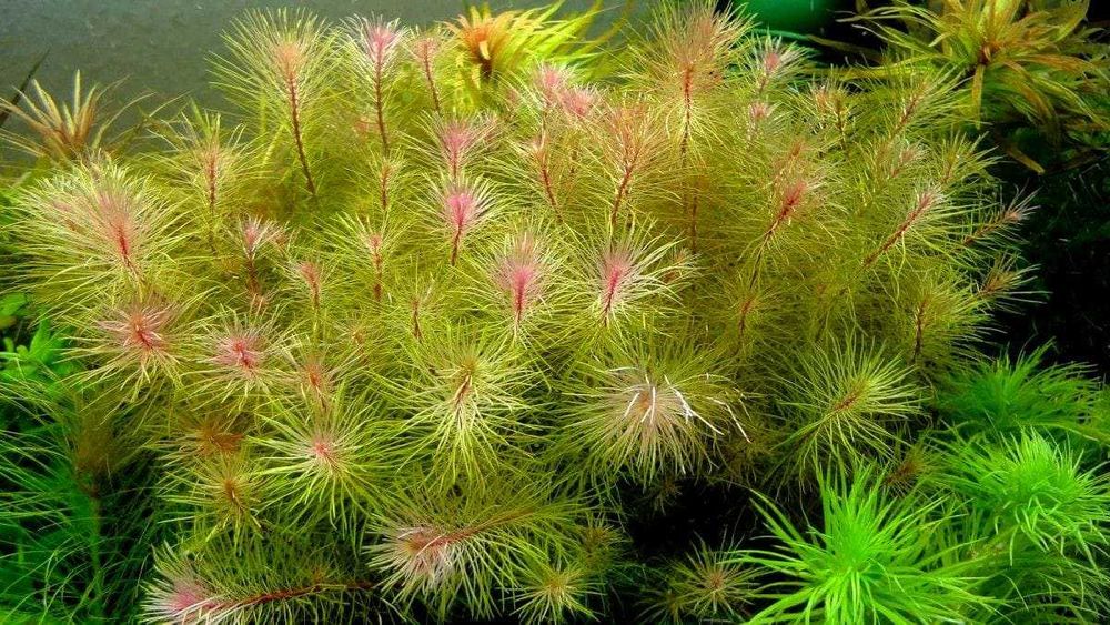 Аквариумные растения - Роталлы
