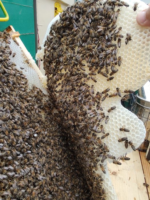 Vând miere : poliflora,rapiță ,salcâm și tinctură de propolis