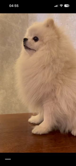 Малый шпиц померанский. Вязка кабель