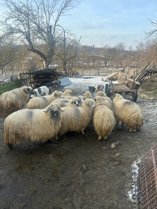 Vând oi gestante/negestante