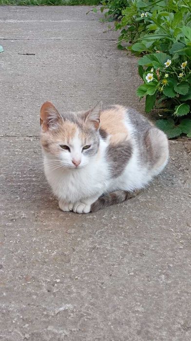 DONEZ - SPRE ADOPTIE - 3 pisici prea frumoase !