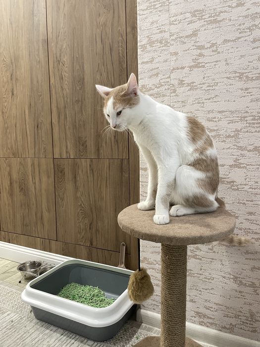 Кот возраст один год