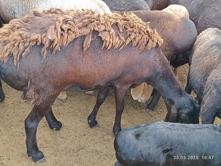 Қўй лар сотилади, сифати бомба хисори қўйлар