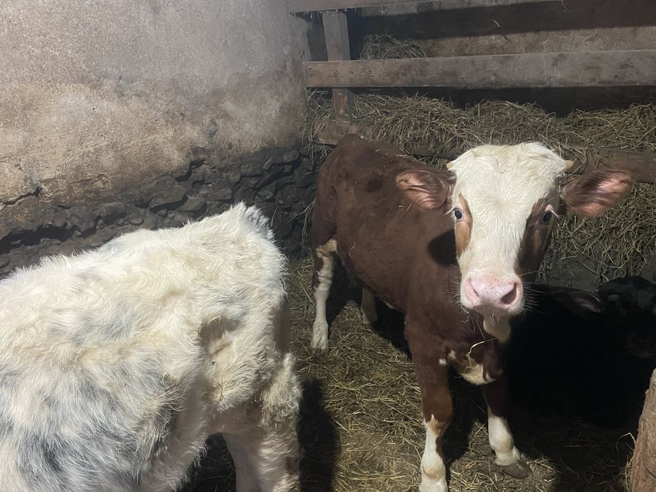 Vînd 2 taurasi  mari