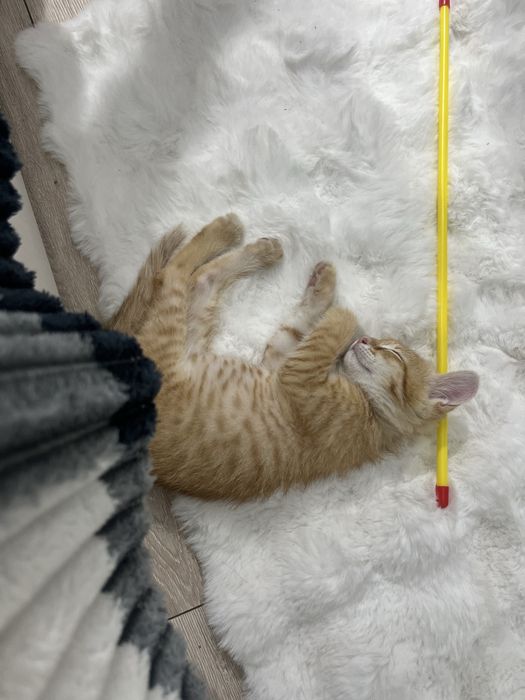 котик смешанный мэйнкун