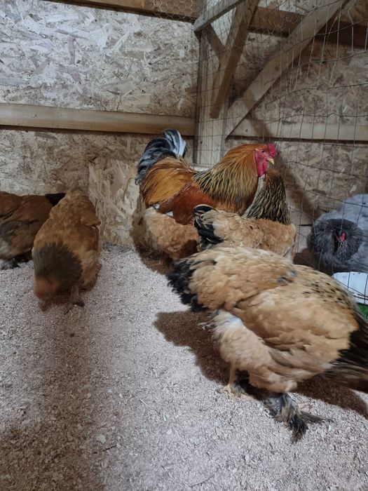 Oua incubat si pui brahma