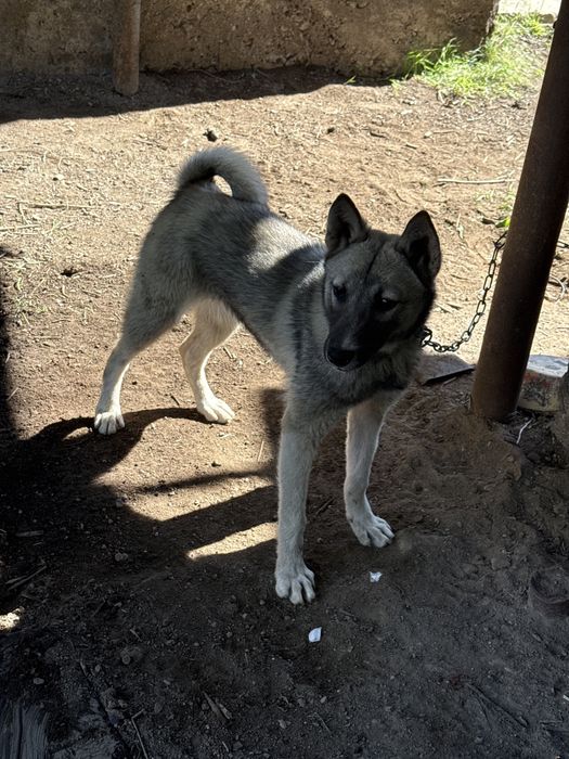 Әлі күшік ұрғашы