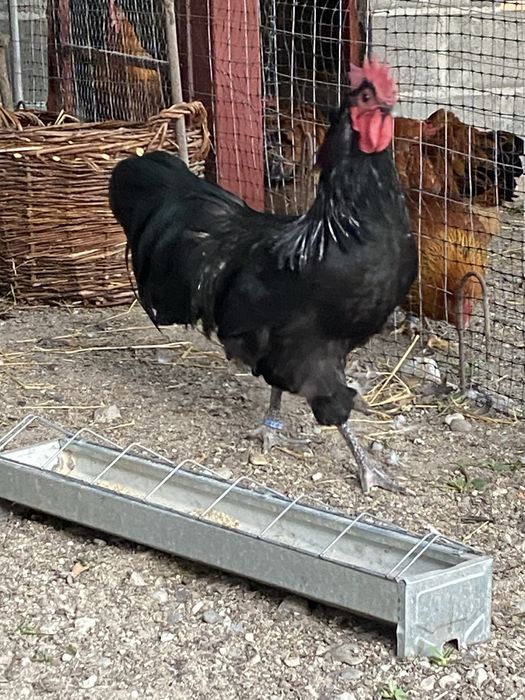 Oua incubat Australorp