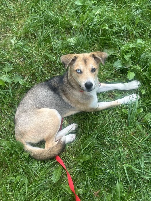 Plimb câini, orice talie