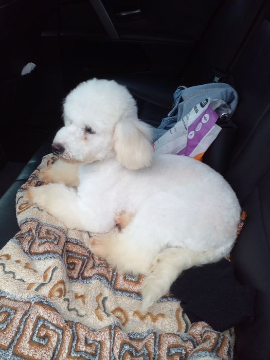 Caniche pudel alb