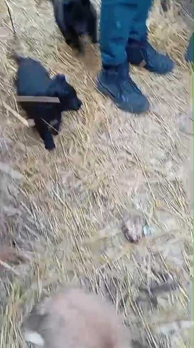 Подкинули щенков. Нужен дом!