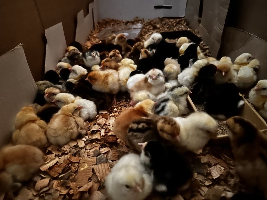 Балапандар сатылады