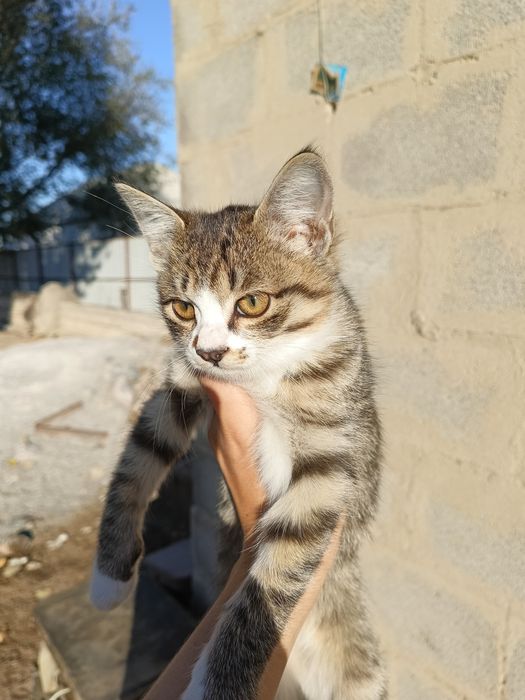 Марғау бар. Котенок