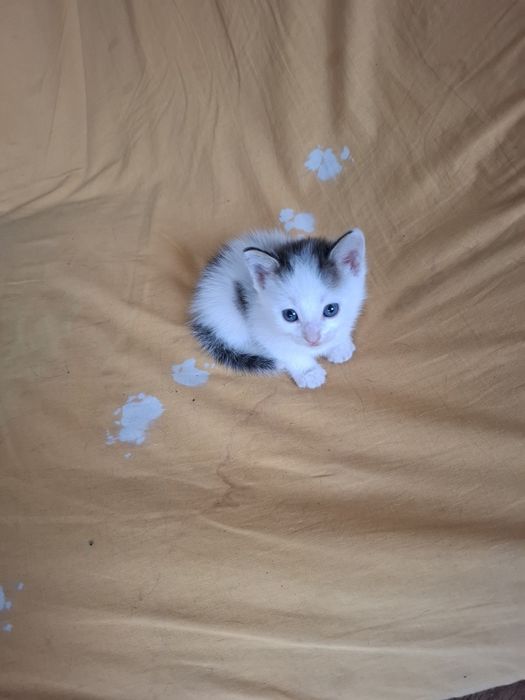 Котята, котята, марғау
