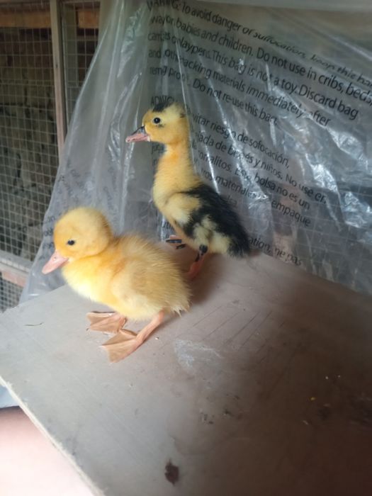 Jójala sotiladi òrdak