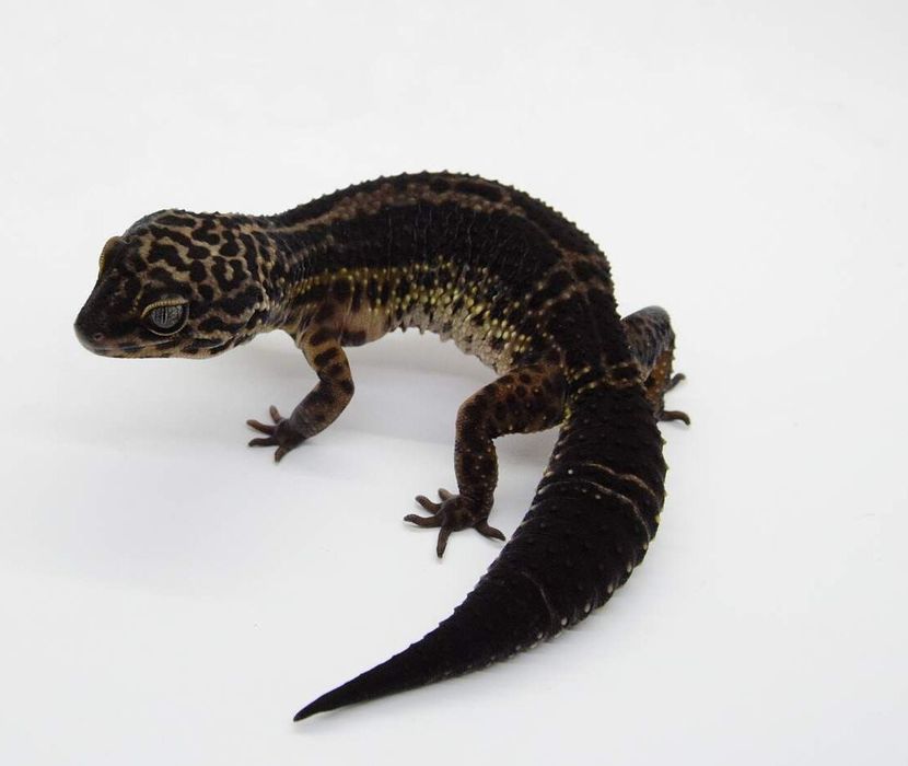 В продаже самка эублефара