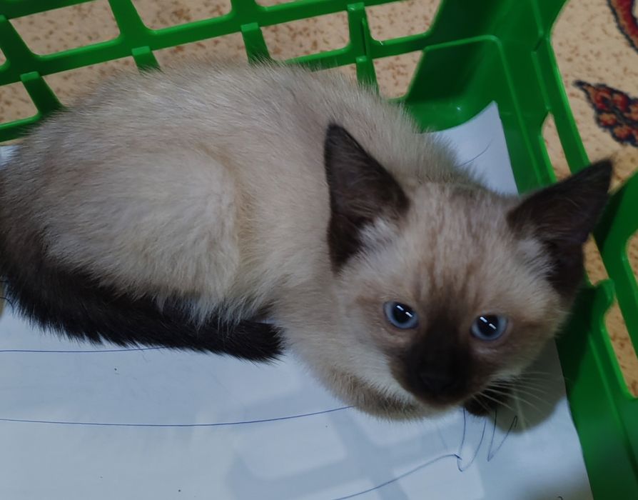 Котята сиамские, породистые