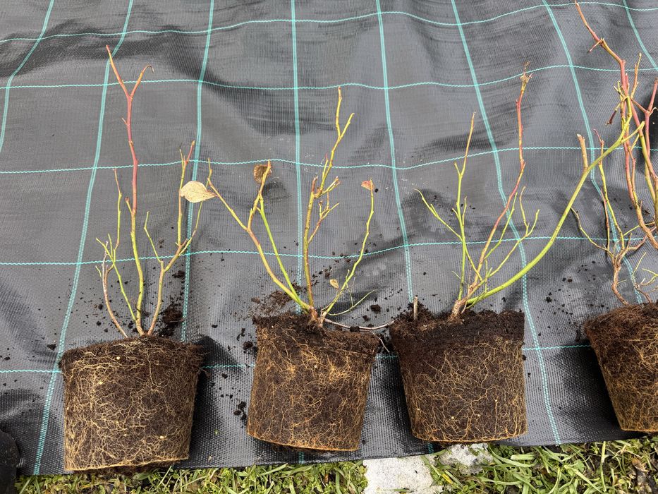 Американска боровинка  саксия с2 на цената на саксия Р9