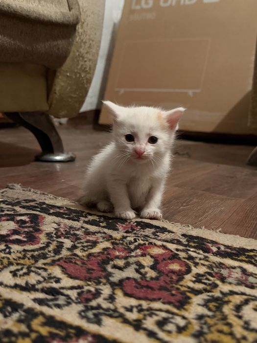 Котята бесплатно