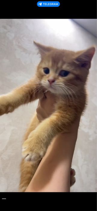 Срочно продаются котята! Sotiladi.
