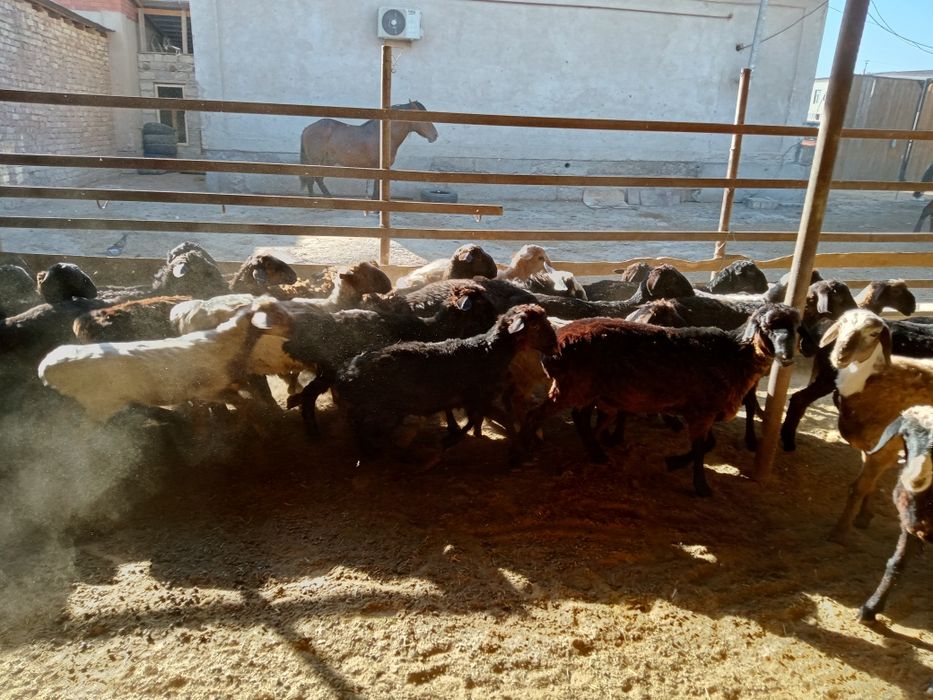 Семиз токтылар сатылады