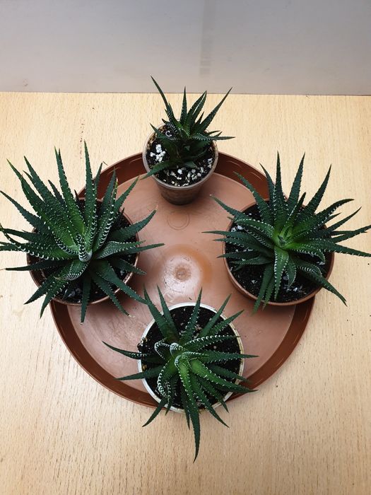 Хавортия. Домашнее растение.