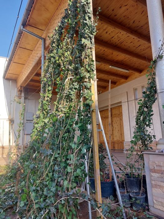 Растение Плюш вечнозеленный