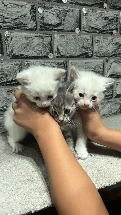 Котята с кошкой даром