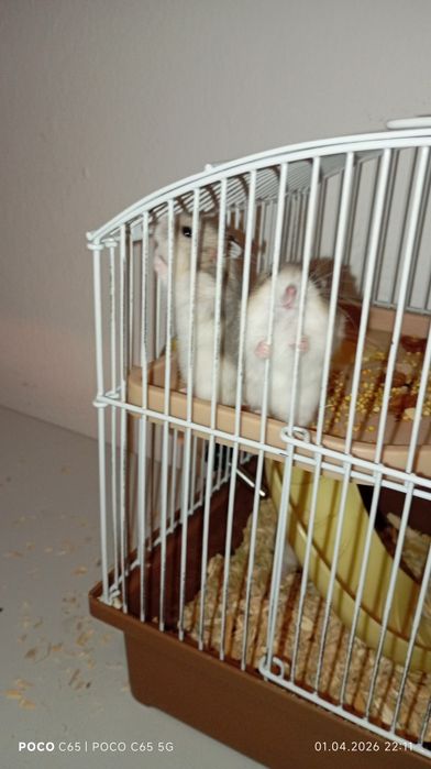 Продам хомячков 2 самки