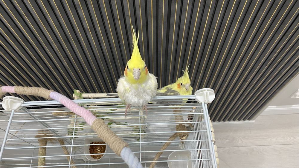 Пара попугаев кореллы