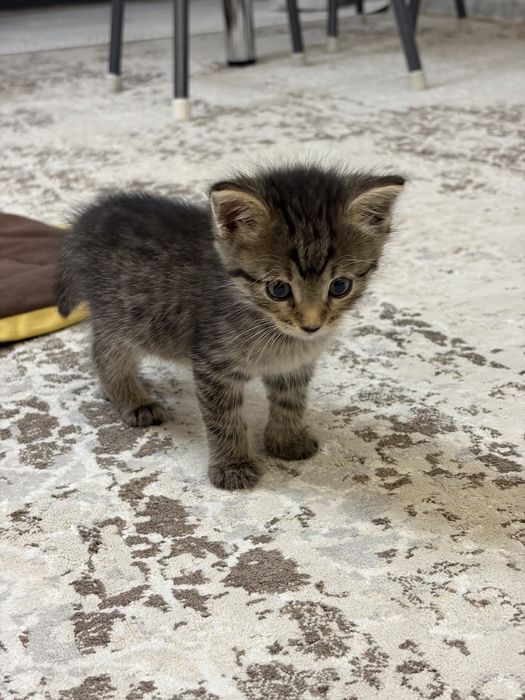 Котенок 1 месяц девочка