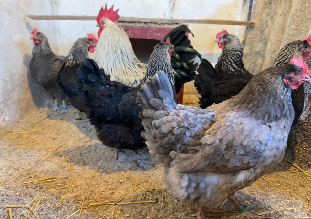 Ouă Marans NCA/BCA