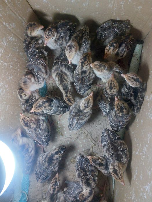 Индюк Хайбрид бронза