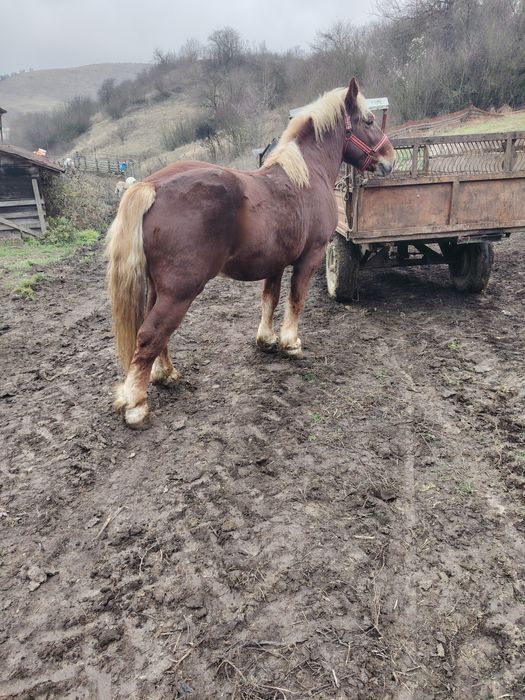 Mânz de 2,5 ani de vânzare