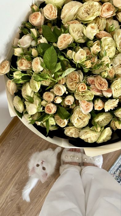 Продам белого котёнка, 3 месяца.