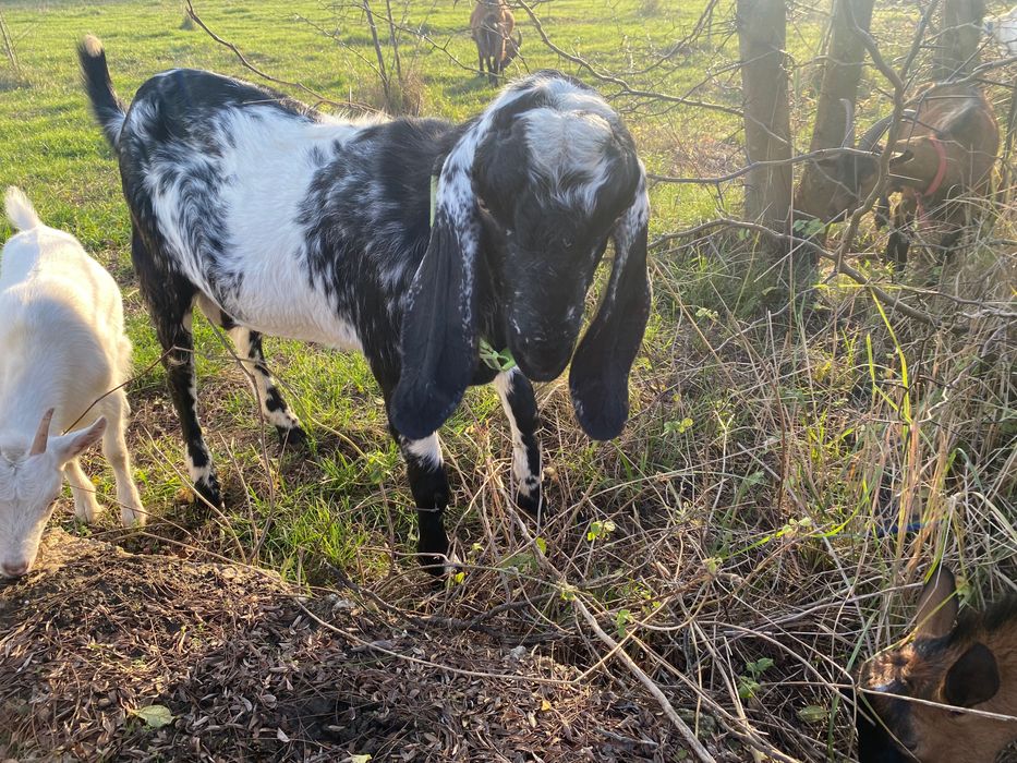 Tap de vânzare  10 luni