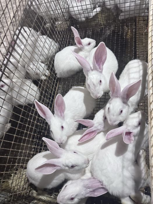 Sifatli Hikol quyonlari – nasl va boqish uchun