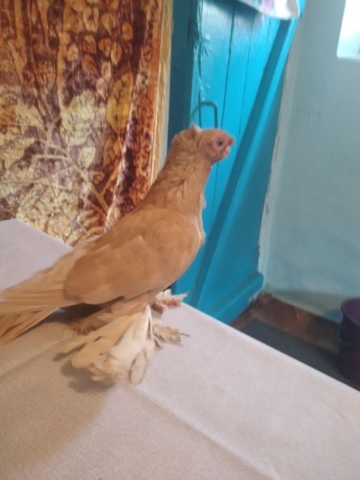 Продается жолтый самей