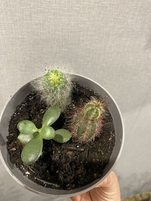 Кактусы и суккулент