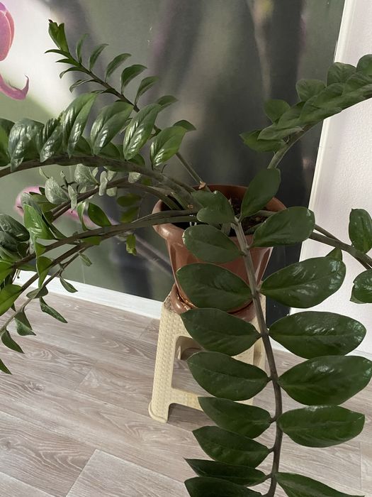 Цветы домашние Доллар , алое вера