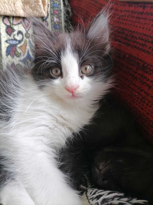 Замурррчательные котята ^. ^
