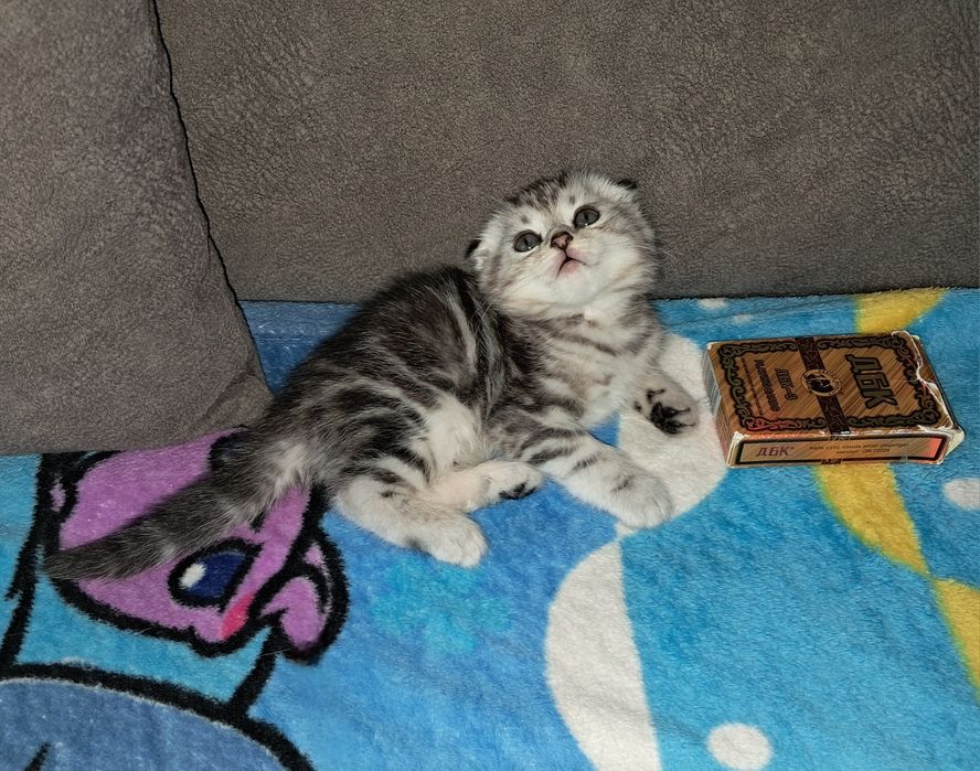 Шотландский Вислоухий котёнок